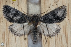 Knot Grass (Acronicta rumicis)