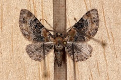 Revebjelledvergmåler (Eupithecia pulchellata)