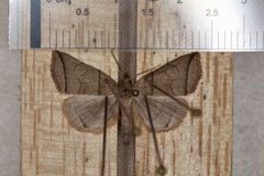 Small Fan-foot (Herminia grisealis)