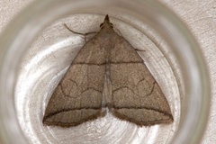 Small Fan-foot (Herminia grisealis)