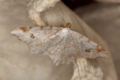 Peacock Moth (Macaria notata)