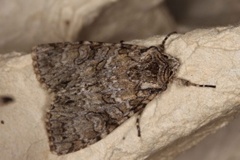 Grey Arches (Polia nebulosa)