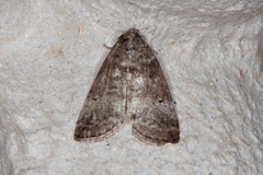 Common Lutestring (Ochropacha duplaris)