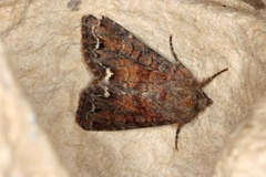 Broom Moth (Ceramica pisi)