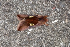 Storflekket metallfly (Autographa bractea)