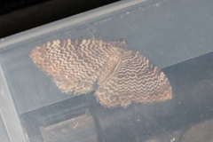 Scallop Shell (Rheumaptera undulata)
