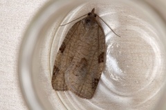 Large Ivy Tortrix (Lozotaenia forsterana)