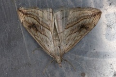 Garden Pebble (Evergestis forficalis)