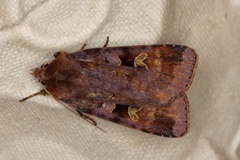 Purple Clay (Diarsia brunnea)