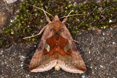 Storflekket metallfly (Autographa bractea)