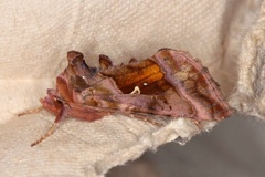 Plain Golden Y (Autographa jota)