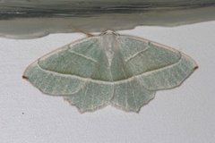 Light Emerald (Campaea margaritaria)