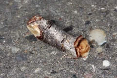 Buff-tip (Phalera bucephala)