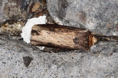 Flame (Axylia putris)
