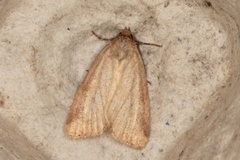 Small Dotted Buff (Photedes minima)