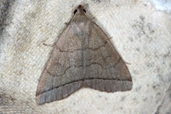 Gråbrunt viftefly (Herminia tarsipennalis)