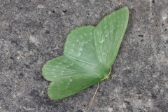 Kjempebladmåler (Geometra papilionaria)