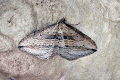 Oblique Carpet (Orthonama vittata)