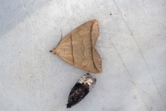 Small Fan-foot (Herminia grisealis)
