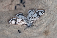 Beautiful China-mark (Nymphula nitidulata)