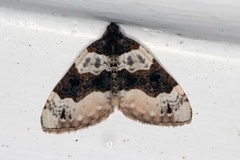 Purple Bar (Cosmorhoe ocellata)