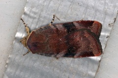 Lesser Broad-bordered Yellow (Noctua janthe)