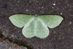 Large Emerald (Geometra papilionaria)