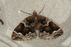 The Phoenix (Eulithis prunata)