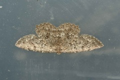 The Annulet (Charissa obscurata)