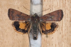 Least Yellow Underwing (Noctua interjecta)