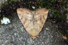The Dun-bar (Cosmia trapezina)