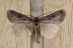 Kystfly (Stilbia anomala)