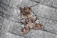 Cameo (Crypsedra gemmea)