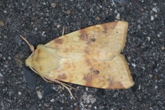 The Sallow (Xanthia icteritia)
