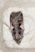 Setaceous Hebrew Character (Xestia c-nigrum)