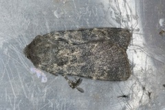 Northern Rustic (Standfussiana lucernea)
