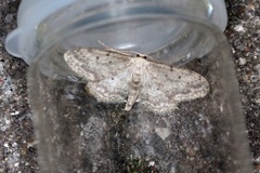 Grå engmåler (Idaea seriata)