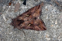 Gråbrunt metallfly (Autographa buraetica)