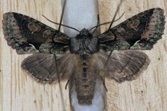 Irrfly (Allophyes oxyacanthae)