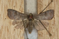 Osperingfly (Ipimorpha subtusa)