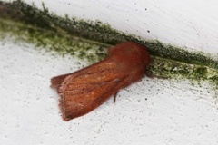 Starrfly (Denticucullus pygmina)