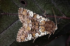 Cameo (Crypsedra gemmea)