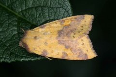 Fiolettbåndet gulfly (Xanthia togata)