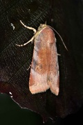 Lesser Broad-bordered Yellow (Noctua janthe)