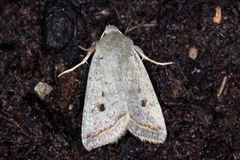 Red-line Quaker (Agrochola lota)