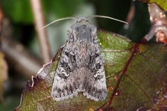 Black Rustic (Aporophyla nigra)