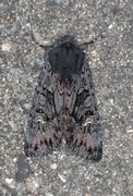 Black Rustic (Aporophyla nigra)