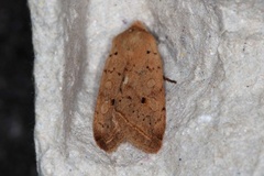 Yellow-line Quaker (Agrochola macilenta)