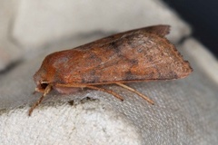 Flounced Chestnut (Agrochola helvola)