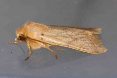 Rettlinjet høstfly (Agrochola macilenta)